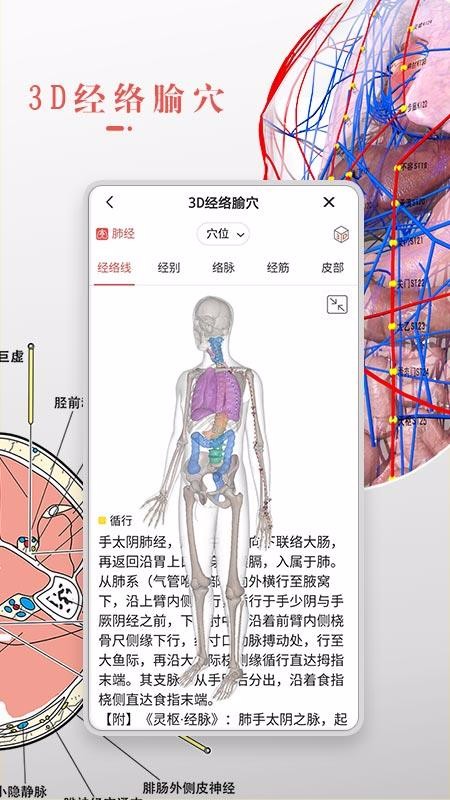 3Dbody解剖下载2023